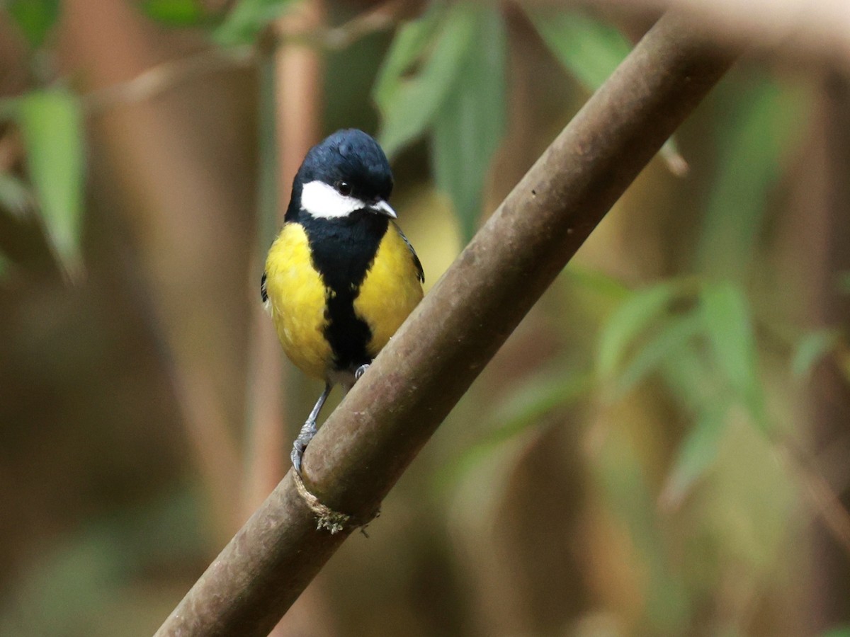 Bergkohlmeise - ML633642547