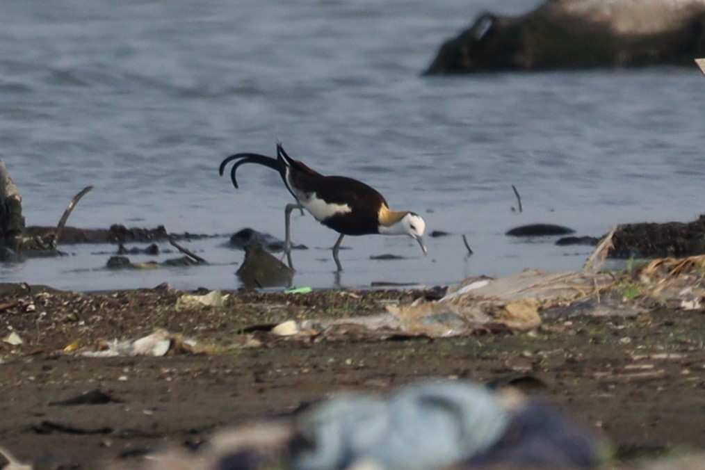Pheasant-tailed Jacana - ML633642564