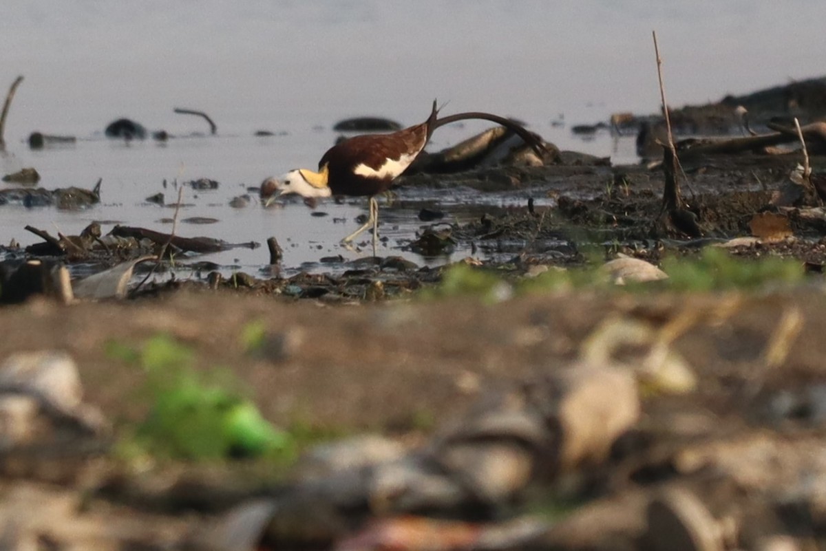 Pheasant-tailed Jacana - ML633642565
