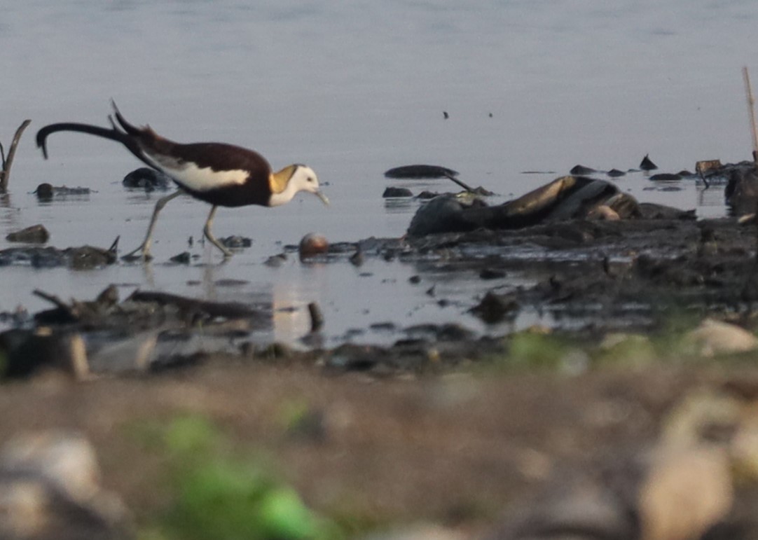 Pheasant-tailed Jacana - ML633642566