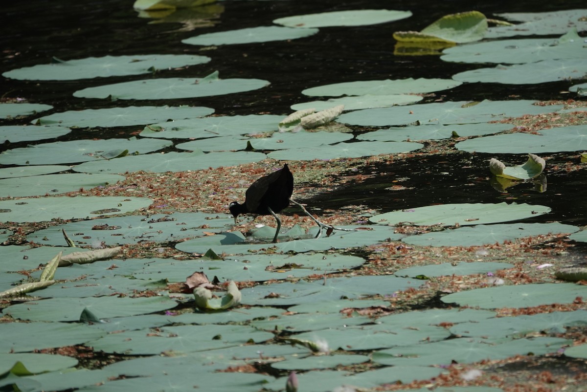 Bronze-winged Jacana - ML633642658