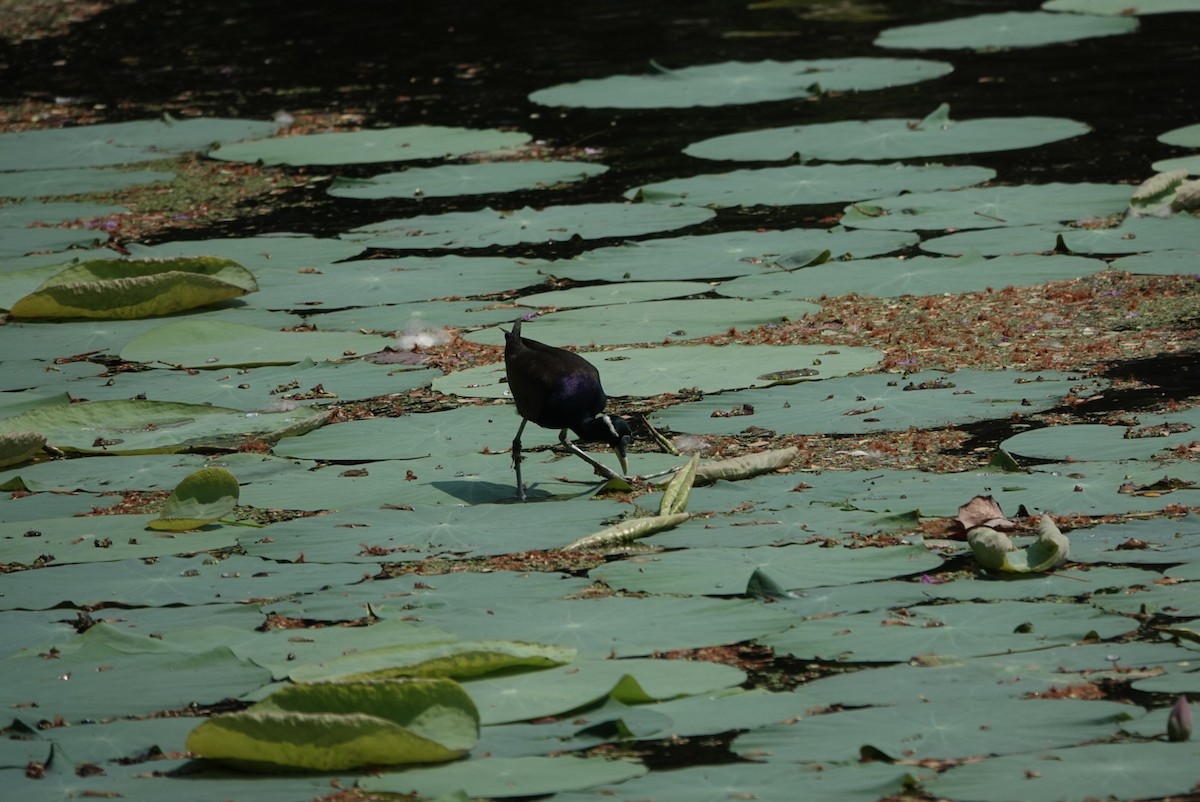 Bronze-winged Jacana - ML633642659