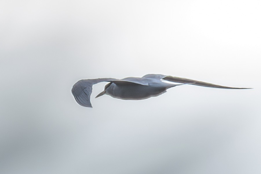 Lesser Crested Tern - ML633642787