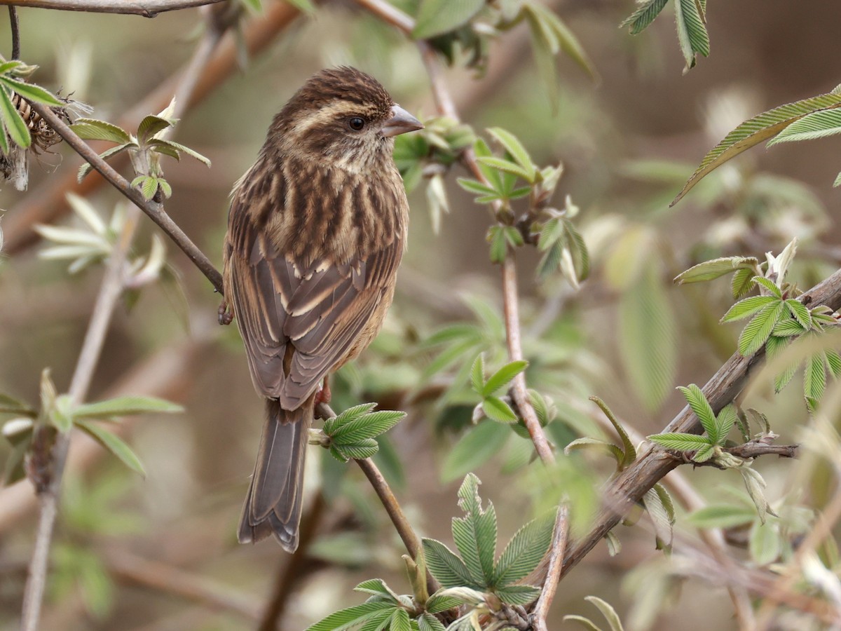 Pink-browed Rosefinch - ML633642805
