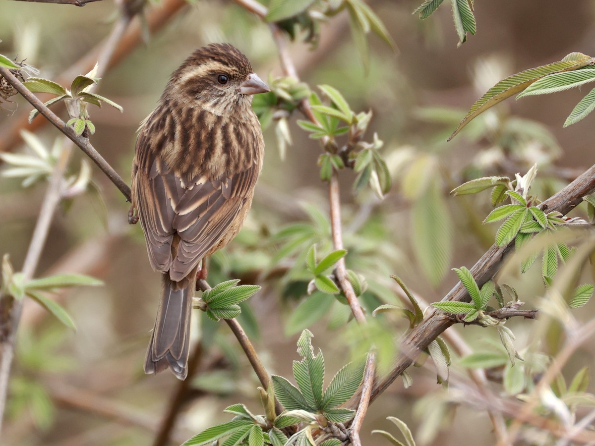 Pink-browed Rosefinch - ML633642806