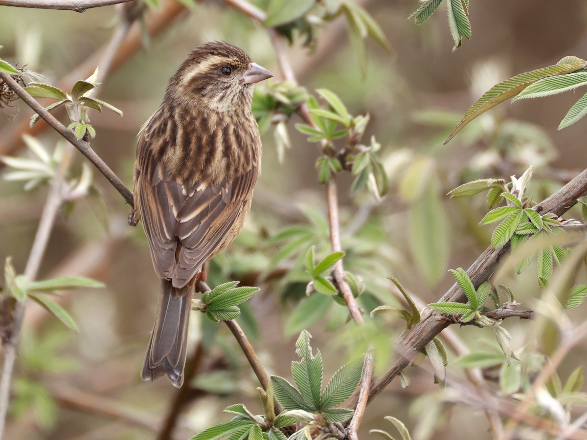 Pink-browed Rosefinch - ML633642807