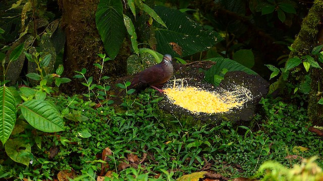 White-throated Quail-Dove - ML633642811