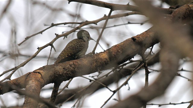 Cardinal Woodpecker - ML633642866