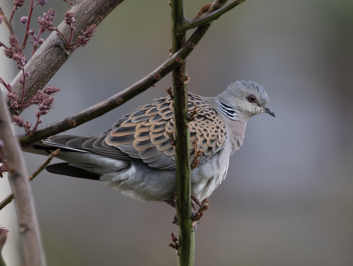 European Turtle-Dove - ML633642975