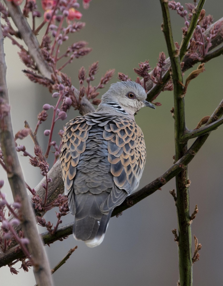 European Turtle-Dove - ML633642976
