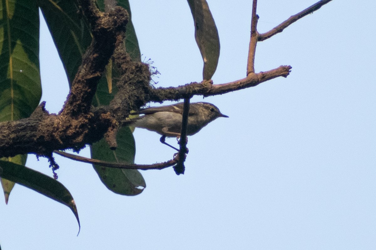 Hume's Warbler - ML633643001