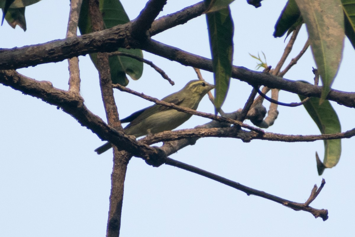 Large-billed Leaf Warbler - ML633643005
