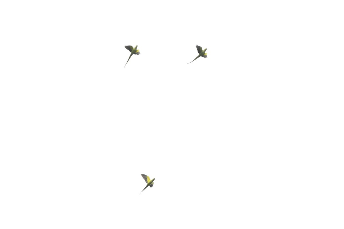 Rose-ringed Parakeet - ML633643066