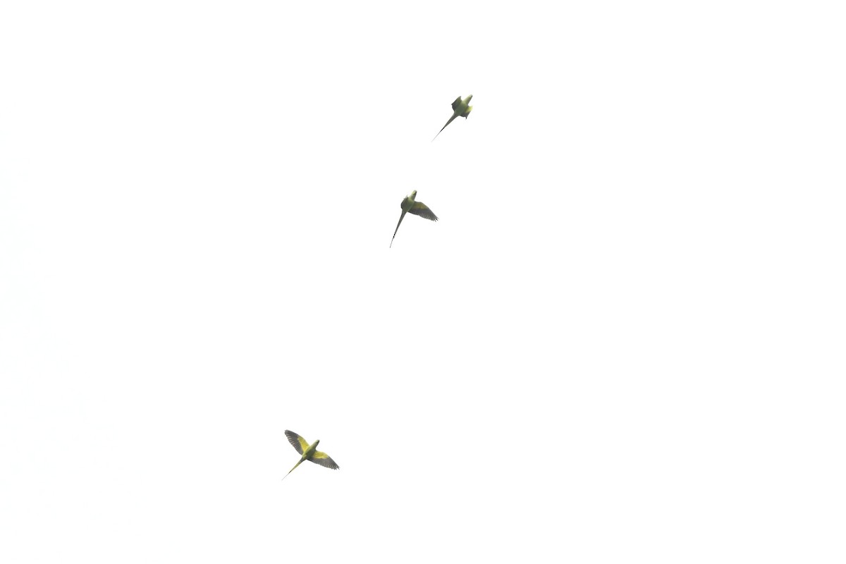 Rose-ringed Parakeet - ML633643067