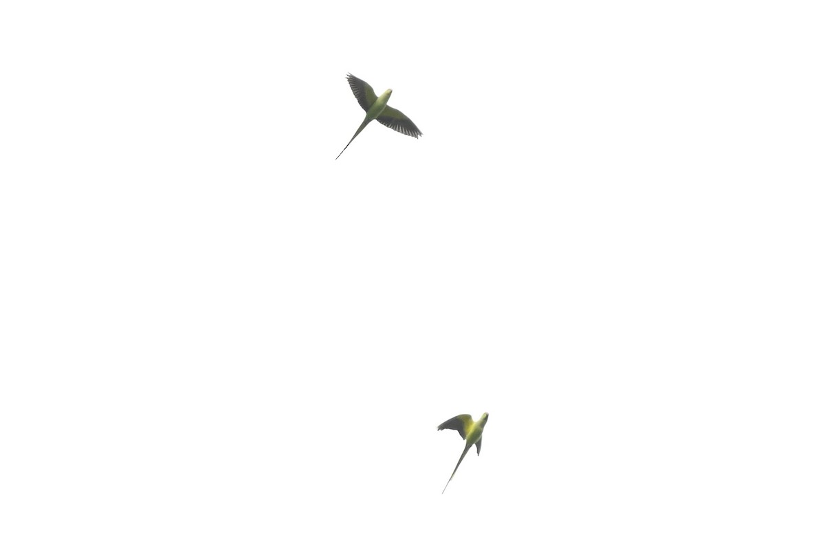 Rose-ringed Parakeet - ML633643068
