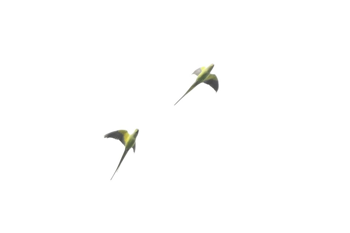 Rose-ringed Parakeet - ML633643069