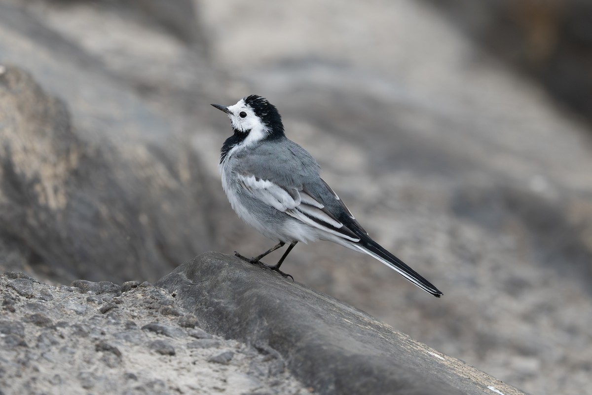 White Wagtail (Transbaikalian) - ML633643079