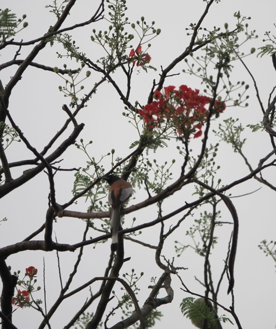 Rufous Treepie - ML633643101