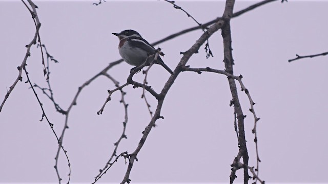 lesknáček obecný - ML633643277