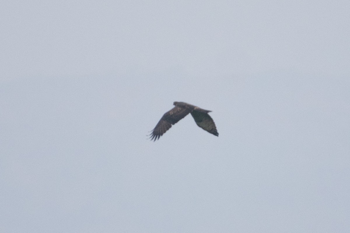 Oriental Honey-buzzard - ML633643288