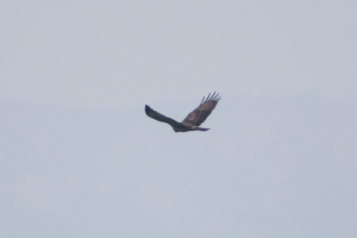Oriental Honey-buzzard - ML633643289