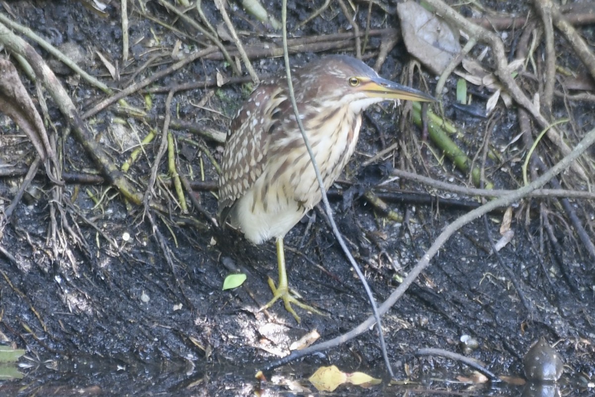 Schrenck's Bittern - ML633643297