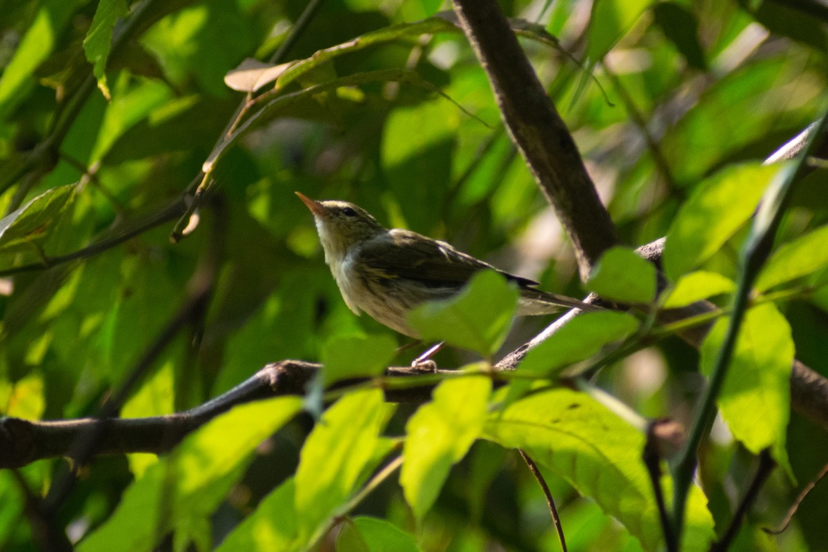 Green/Greenish Warbler - ML633643334