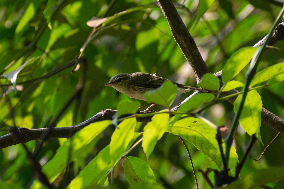 Green/Greenish Warbler - ML633643335