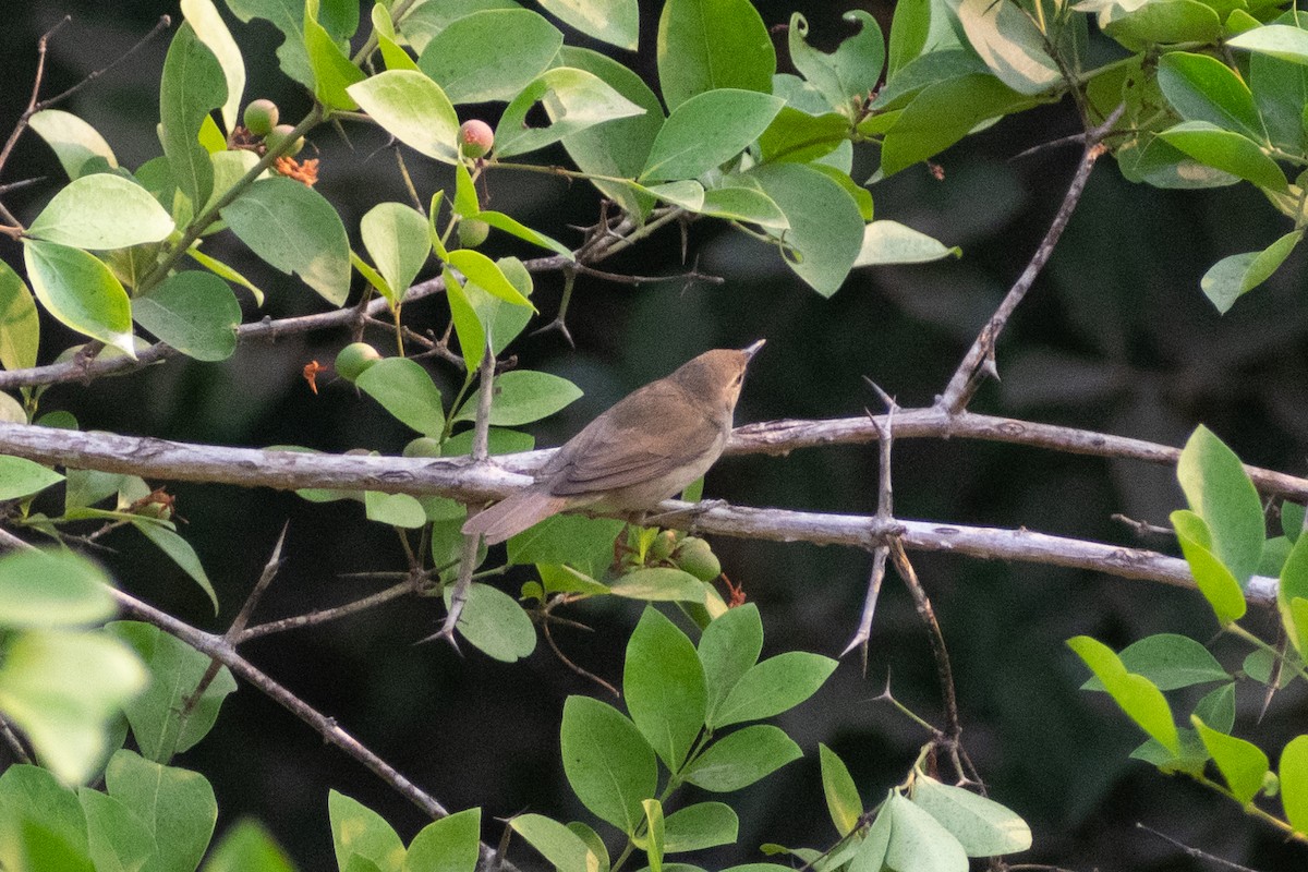 Blyth's Reed Warbler - ML633643341