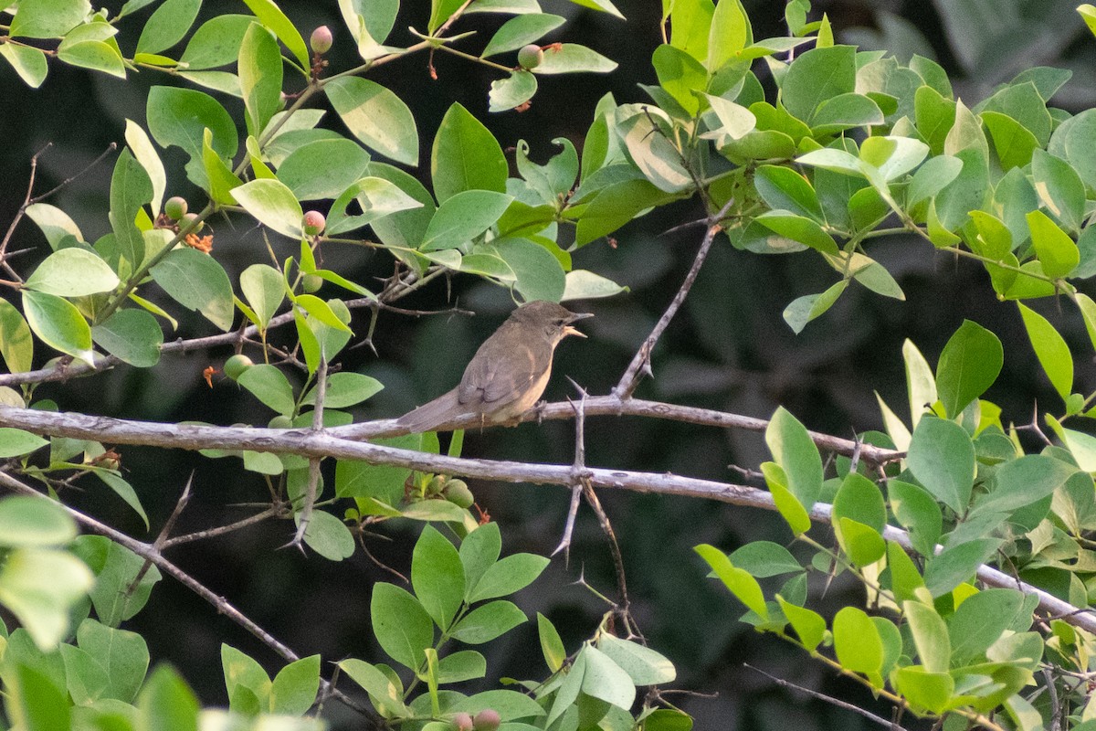 Blyth's Reed Warbler - ML633643342