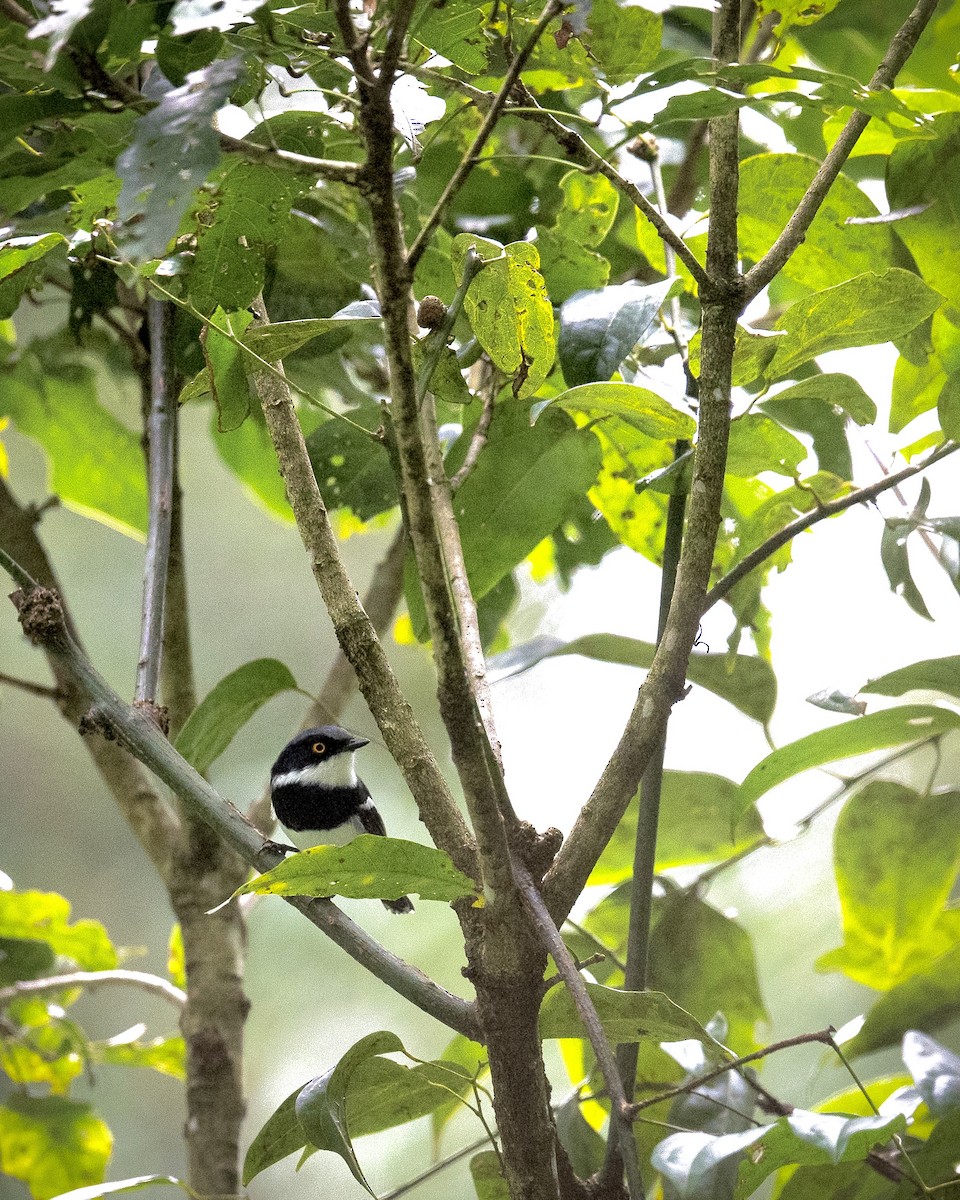 Cape/Malawi Batis - ML633643352