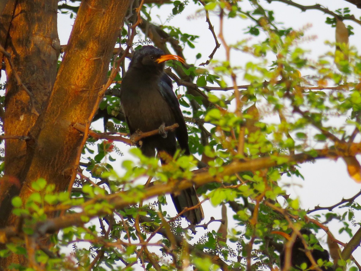 Abyssinian Scimitarbill - ML63364341