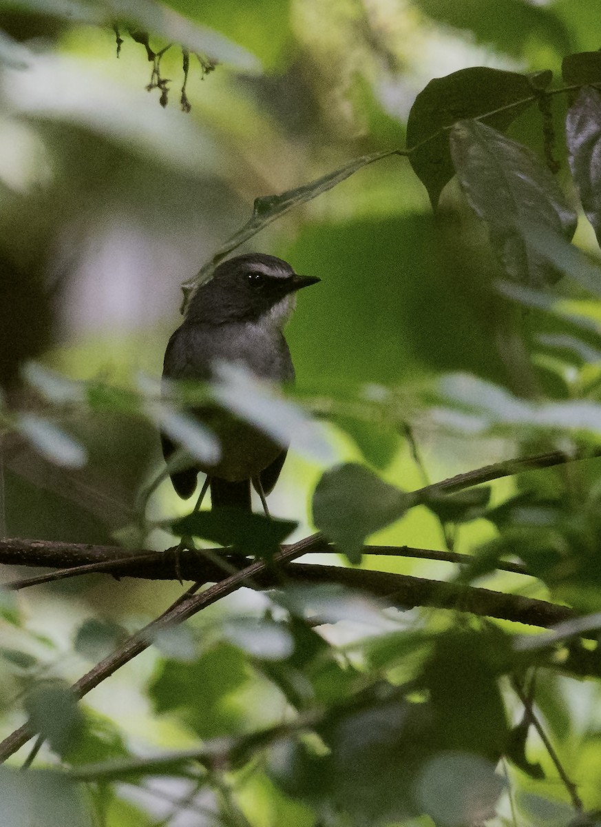 Olive-flanked Robin-Chat - ML633643440