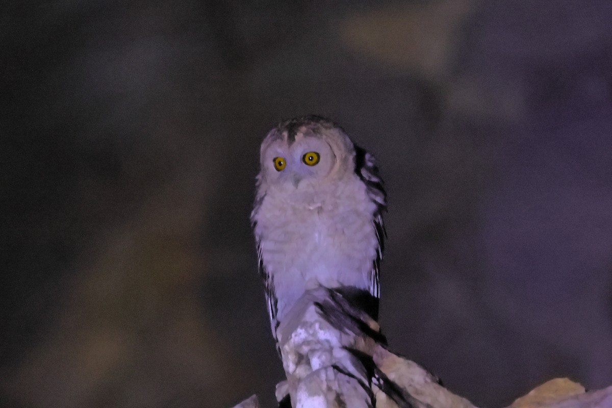 Desert Owl - ML633643451