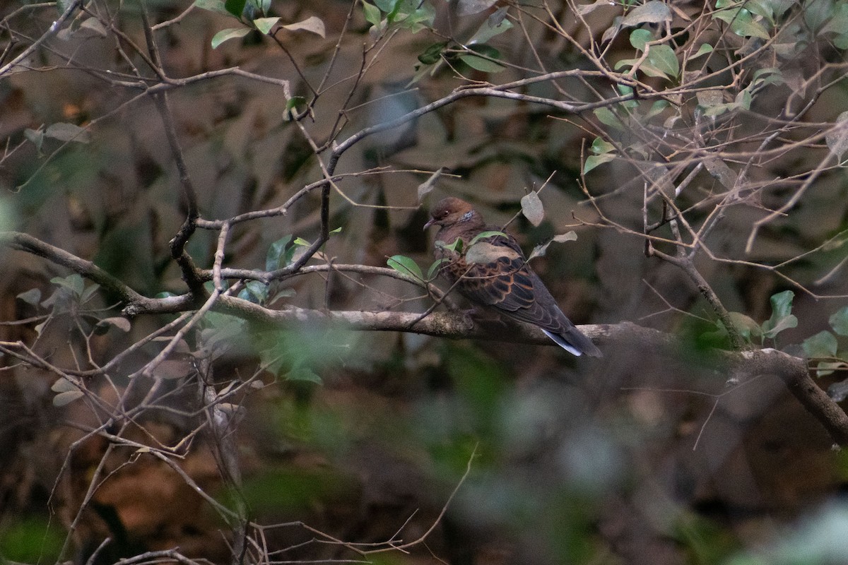 Oriental Turtle-Dove - ML633643486
