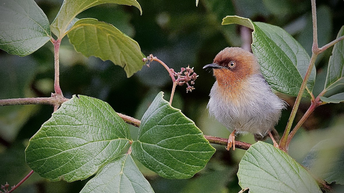 Chapin's Apalis - ML633643710