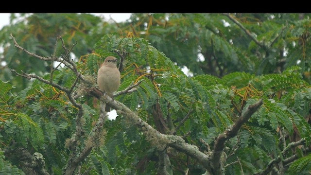 Pale Flycatcher - ML633643733