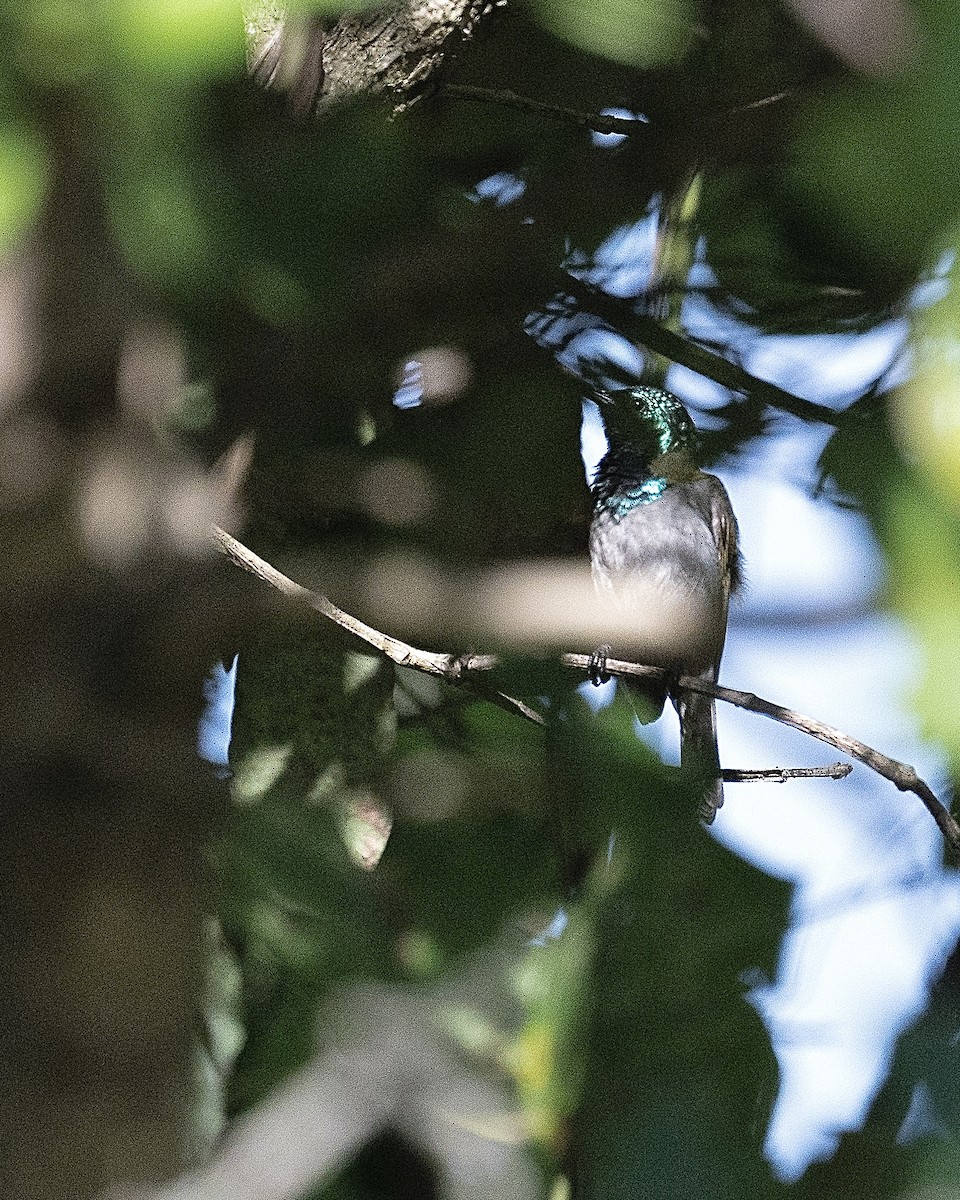 Green-headed Sunbird - ML633643840