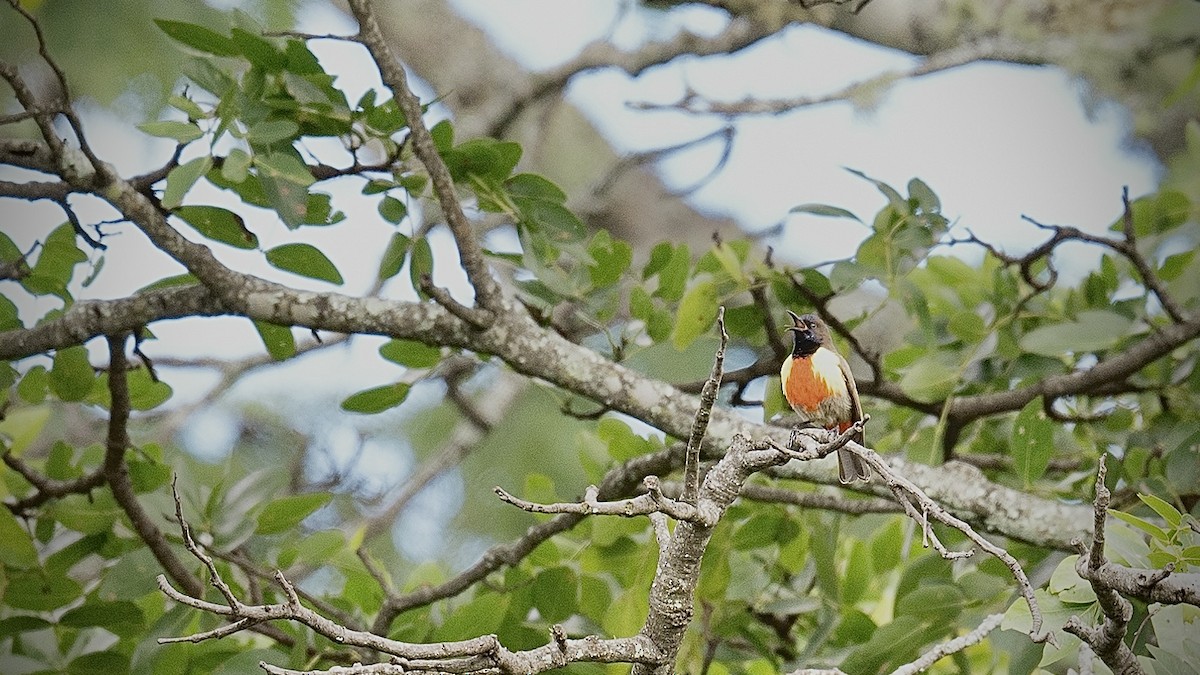Anchieta's Sunbird - ML633643896