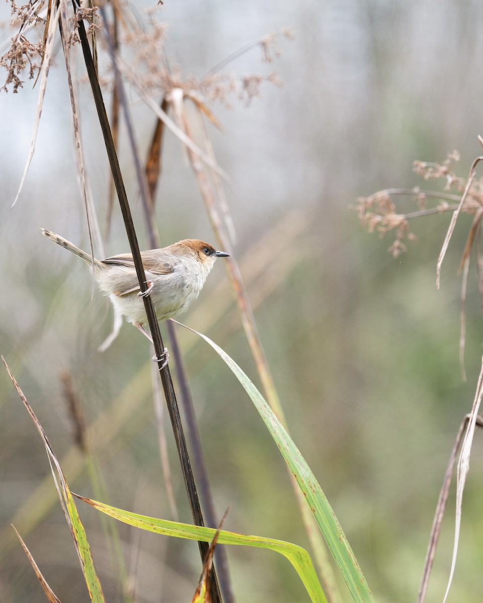 Black-lored Cisticola - ML633643965