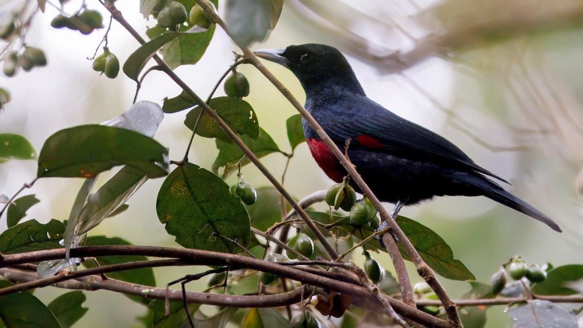 Black-and-crimson Oriole - ML633643972