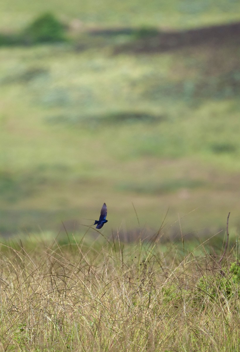 Montane Blue Swallow - ML633643973