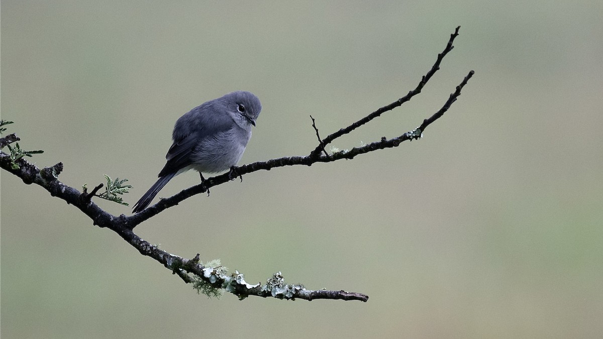 White-eyed Slaty-Flycatcher - ML633643991