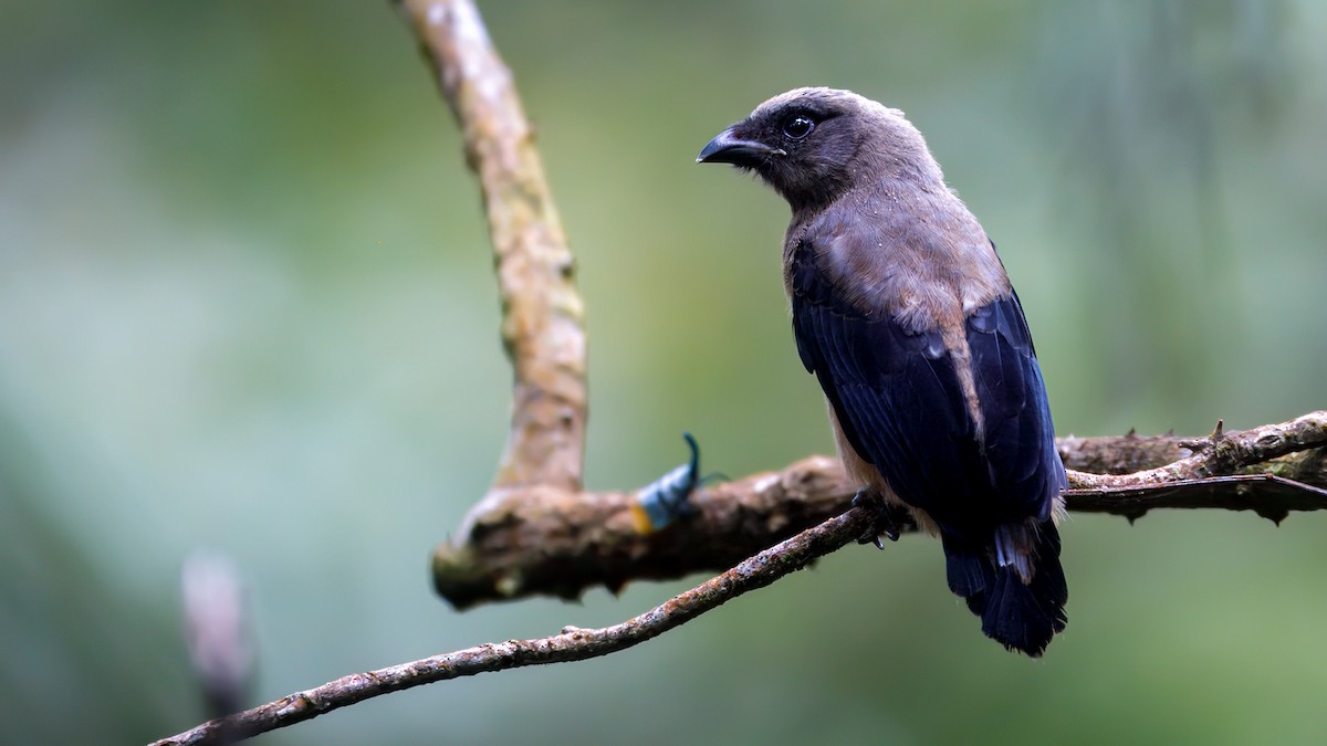 Bornean Treepie - ML633643999
