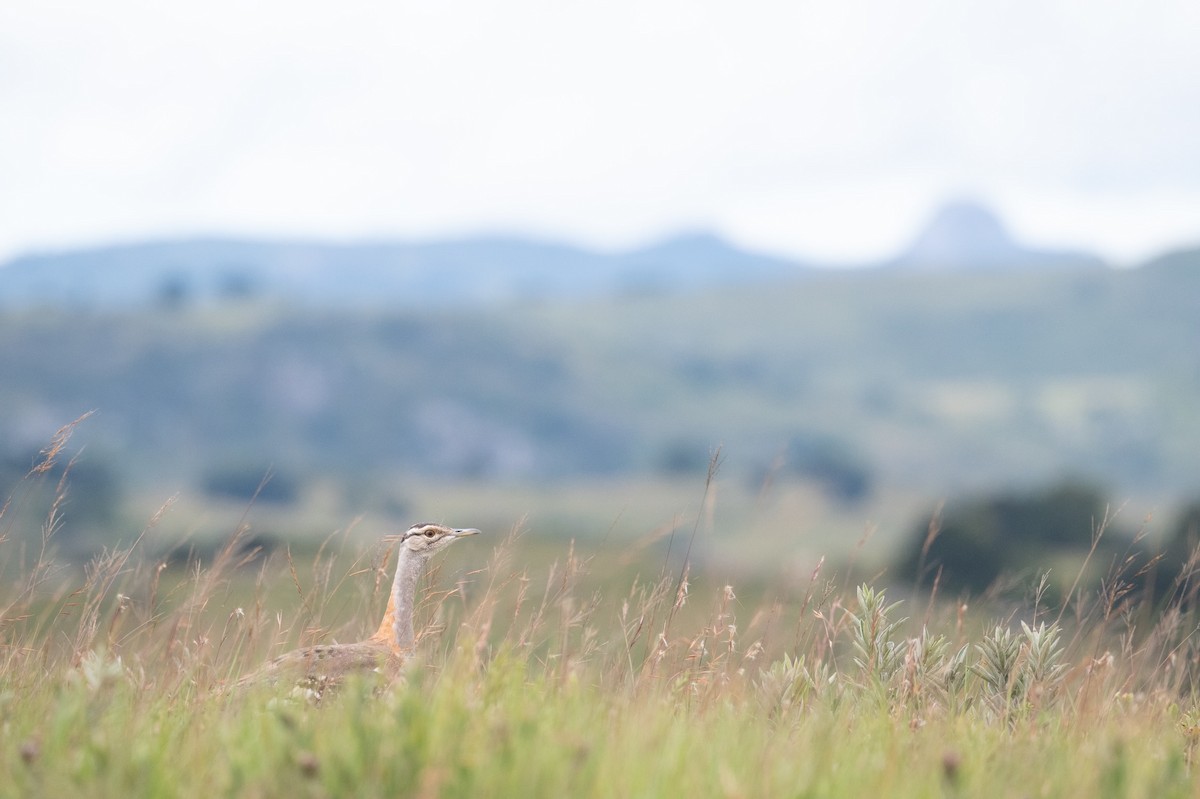 Denham's Bustard - ML633644022