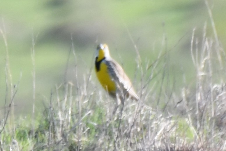 Eastern Meadowlark - ML633644041