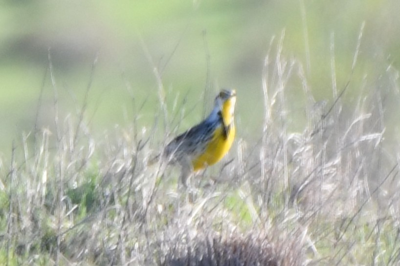 Eastern Meadowlark - ML633644042