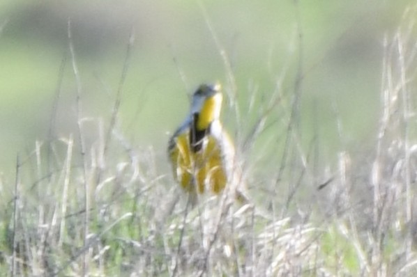 Eastern Meadowlark - ML633644043