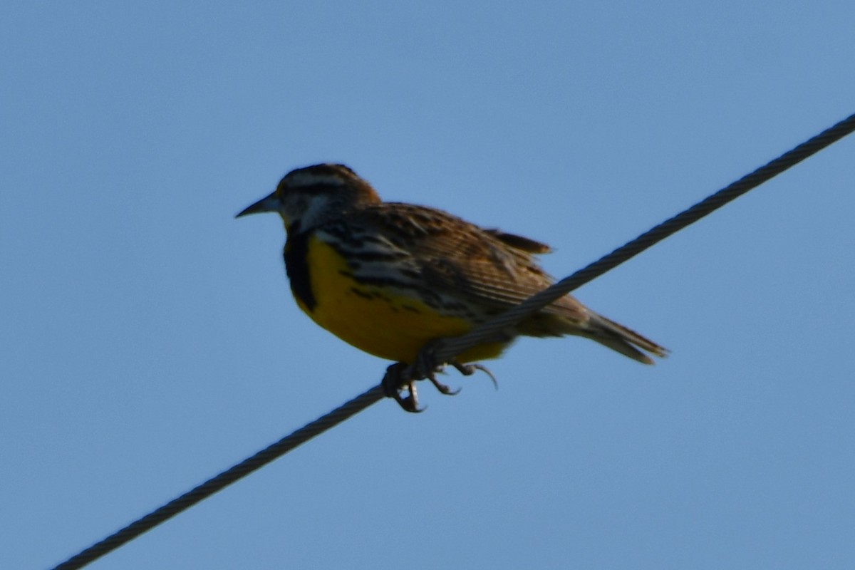 Eastern Meadowlark - ML633644044