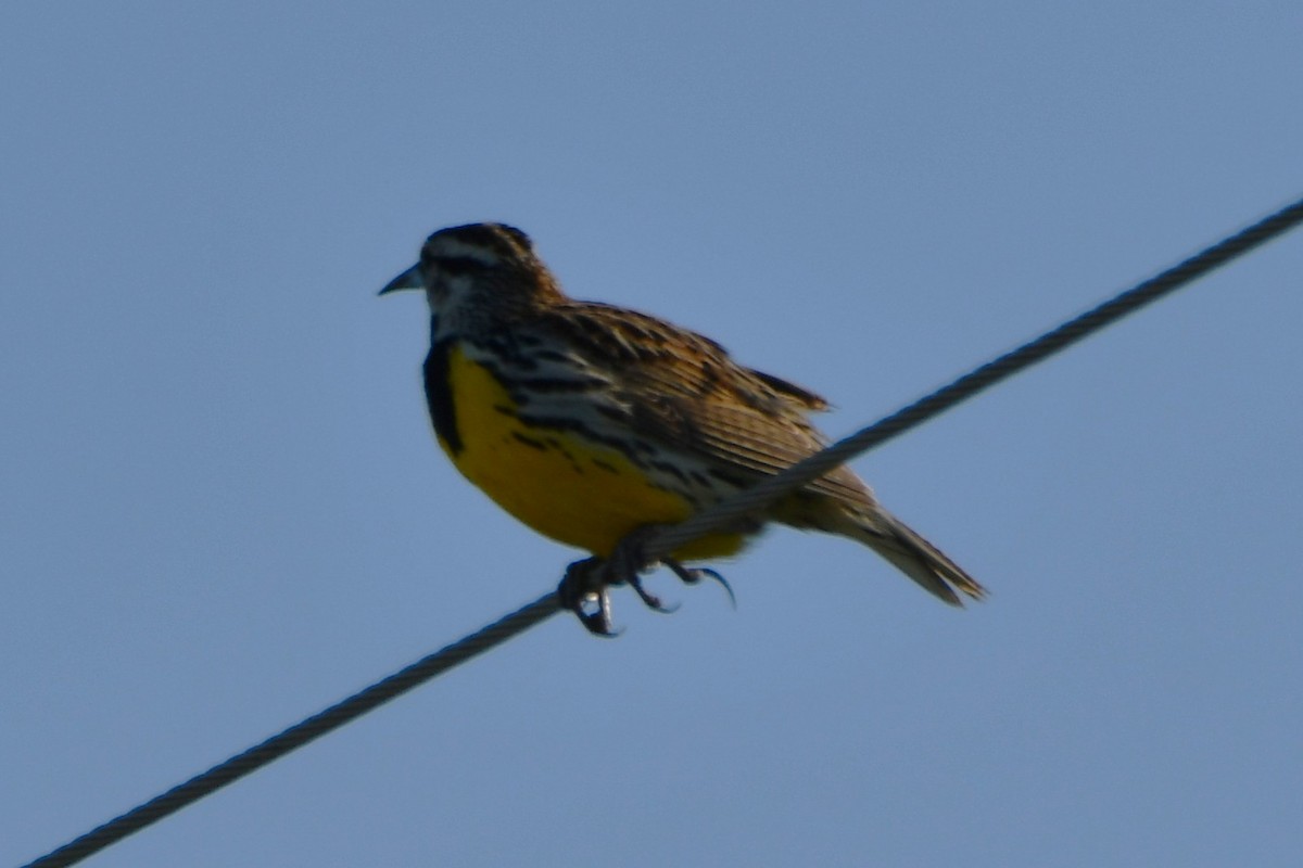 Eastern Meadowlark - ML633644045